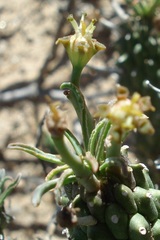 Euphorbia braunsii