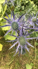 Eryngium alpinum