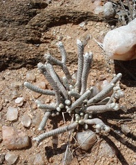 Anacampseros albissima