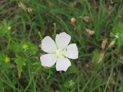 Callirhoe alcaeoides