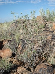 Indigofera heterotricha