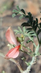 Indigofera heterotricha