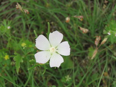 Callirhoe alcaeoides