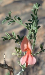 Indigofera heterotricha