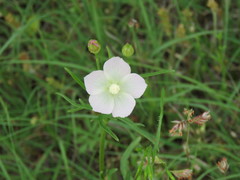 Callirhoe alcaeoides