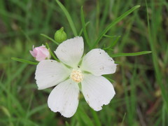 Callirhoe alcaeoides