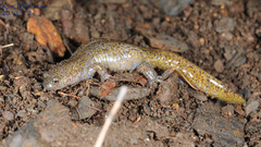 Hynobius leechii