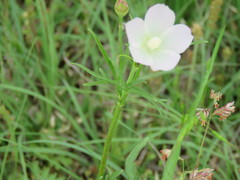 Callirhoe alcaeoides