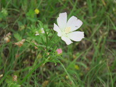Callirhoe alcaeoides