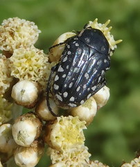 Oxythyrea testaceoguttata