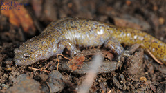 Hynobius leechii