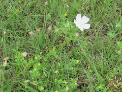 Callirhoe alcaeoides