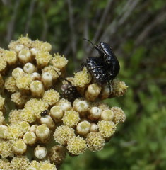 Oxythyrea testaceoguttata