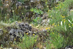 Coronilla minima lotoides