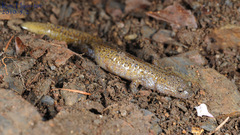 Hynobius leechii