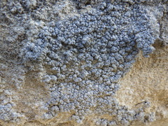 Lecanographa grumulosa