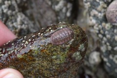 Lepidochitona cinerea