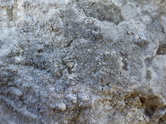 Lecanographa grumulosa