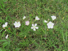 Callirhoe alcaeoides