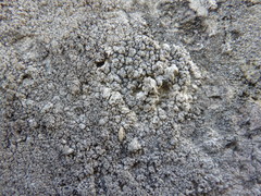 Lecanographa grumulosa