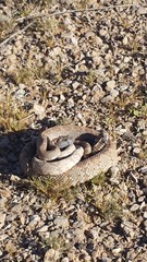Crotalus stephensi