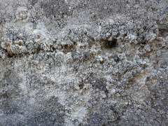 Lecanographa grumulosa