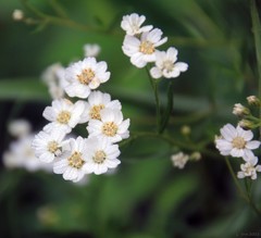 Achillea salicifolia