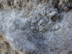 Lecanographa grumulosa