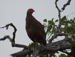 Pternistis swainsonii swainsonii