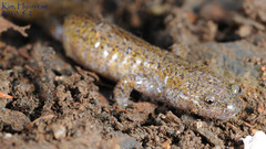 Hynobius leechii