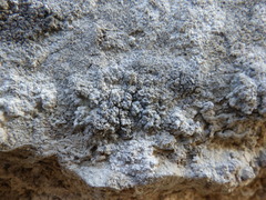 Lecanographa grumulosa