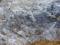 Lecanographa grumulosa