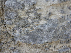 Lecanographa grumulosa