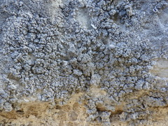 Lecanographa grumulosa