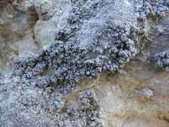 Lecanographa grumulosa