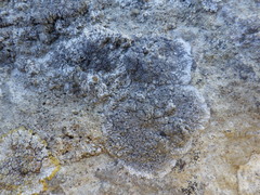 Lecanographa grumulosa