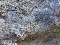 Lecanographa grumulosa