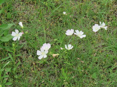 Callirhoe alcaeoides