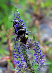 Bombus patagiatus