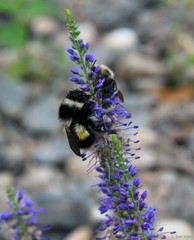 Bombus patagiatus