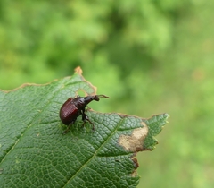 Himatolabus pubescens