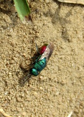 Hedychrum gerstaeckeri