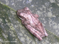 Polypedates cruciger