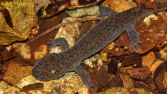 Hynobius quelpaertensis