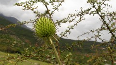 Dipsacus chinensis