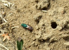 Hedychrum gerstaeckeri