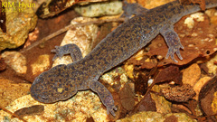 Hynobius quelpaertensis