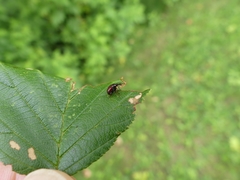 Himatolabus pubescens