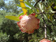 Protea caffra caffra