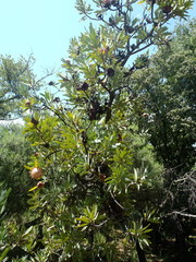 Protea caffra caffra